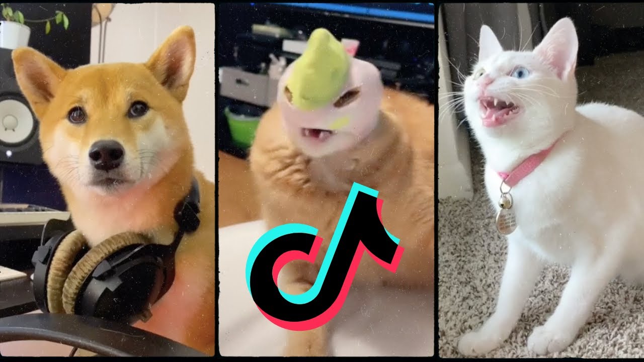 Tik Toks Funny Pets Doing Funny Things 😍 Laughter Guaranteed! 😂 - YouTube