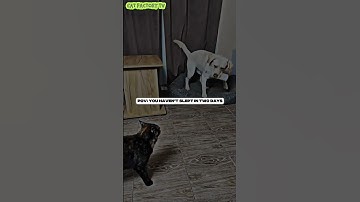 Just stop doing that💀 #funnycat