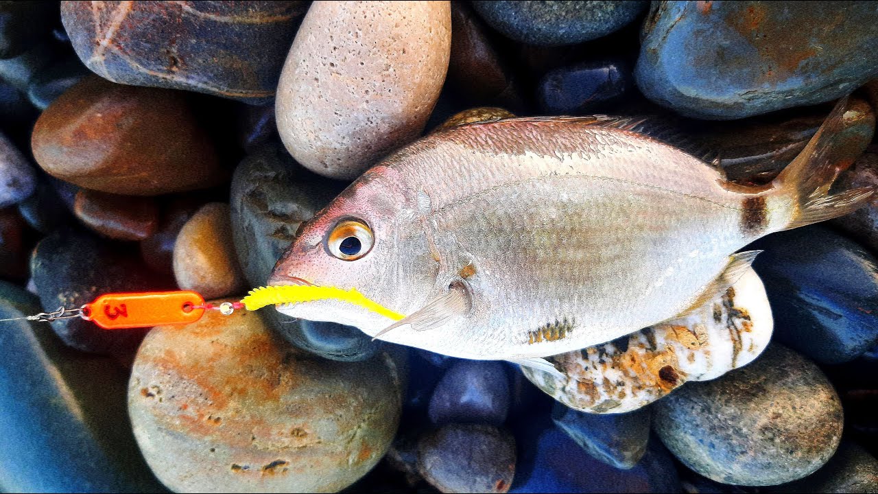 Черное море. Летняя рыбалка на спиннинг.