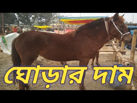 ভিডিও: কিসলোগুবস্কায়া টিপিপি নির্মাণ। জোয়ার বিদ্যুৎ কেন্দ্র