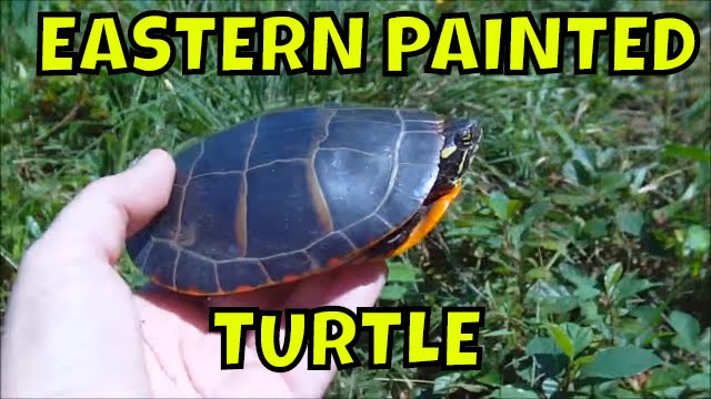 Eastern Painted Turtle at Waseeka ~ Mass Audubon ~