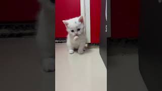 Bir Arslan Adayı Resimi