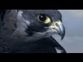 Peregrine Falcon Sky Dive - Inside the Perfect Predator - BBC