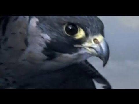 Peregrine Falcon Sky Dive   Inside the Perfect Predator   BBC