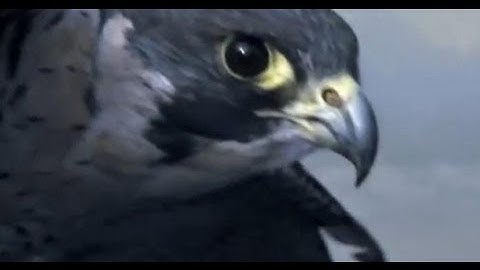 Peregrine Falcon Sky Dive - Inside the Perfect Predator - BBC