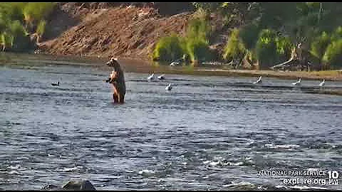 Young bear stands and tries walking on hind legs Brooks Falls cam Explore.org 6-29-2022