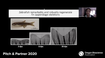 Skin and bone: How zebrafish fins can inform regenerative therapeutics