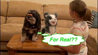 FurReal Ricky the Trick Lovin' Pup by Hasbro by MyFavoritePupJasmine 13,109 views 5 years ago 3 minutes, 7 seconds