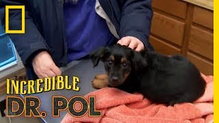 Puppy Parvo | The Incredible Dr. Pol