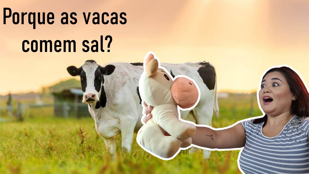 Porque as vacas comem sal? - YouTube