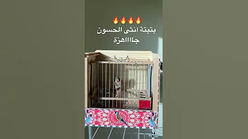 ناااااار بتبتة لانثى الحسون جاهزة للتزاوج 