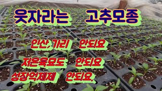 How to Grow Strong Pepper Seedlings Without Leggy Growth