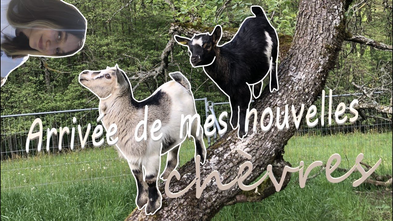 Mes deux nouvelles chèvres naines !