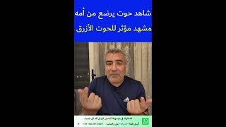 مشهد مؤثر لحوت أزرق يرضع من أمه.. سبحان الله