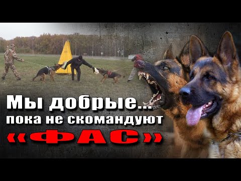 Дрессировка на защиту, немецкая овчарка. Команда "Фас"