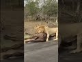 LE&Otilde;ES DERRUBA um BUFFALO bem na frente dos turistas em uma estrada #shorts
