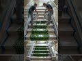 I Turned Plain Stairs Into a Luxury Boxwood Garden with 3D Epoxy Resin 😱✨ #shorts #epoxyfloor