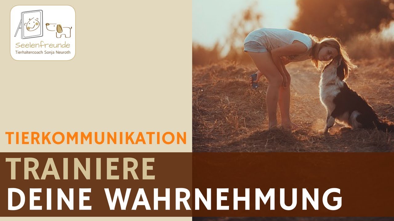 Trainiere deine Wahrnehmungskanäle in der Tierkommunikation (Podcast #23)