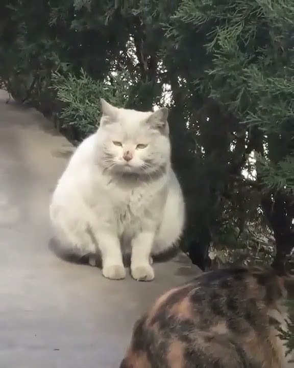 VIDEO KOCAK KUCING LUGU