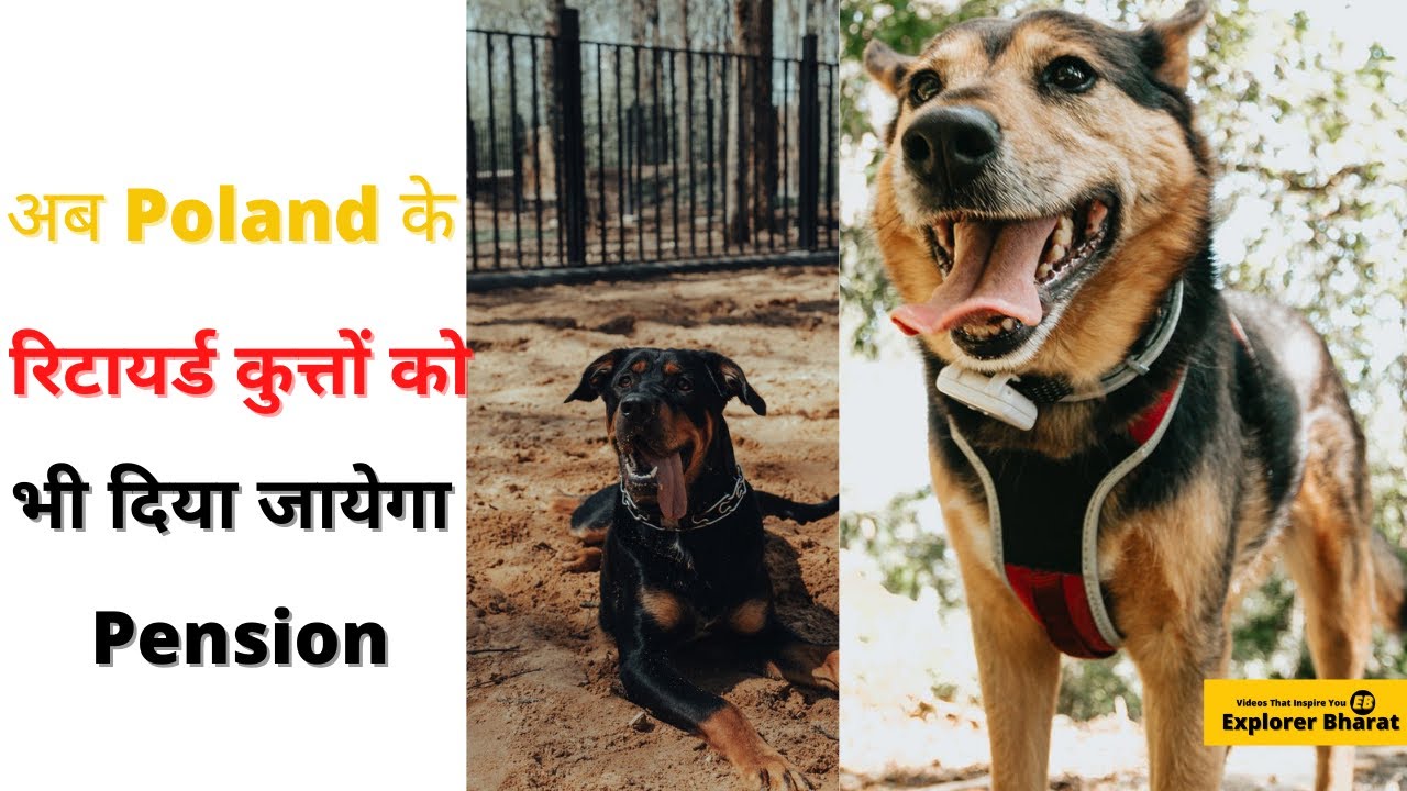 अब Poland के retired  कुत्ते को मिलेगा Pension 