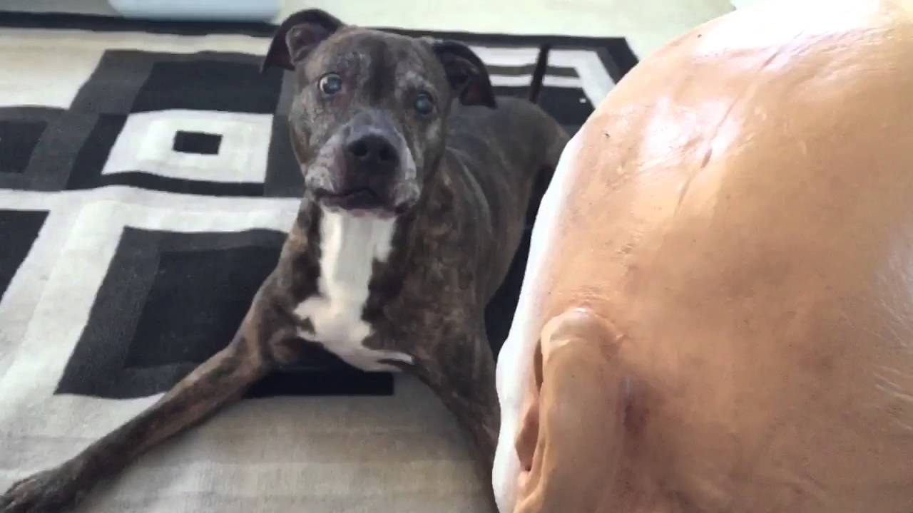scared dog not approves with halloween mask