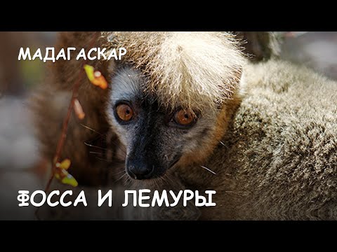 Video: Madagaskars Största Rovdjur: Fossa