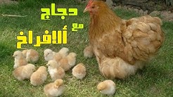 صيصان دجاج كتاكيت Chicks
