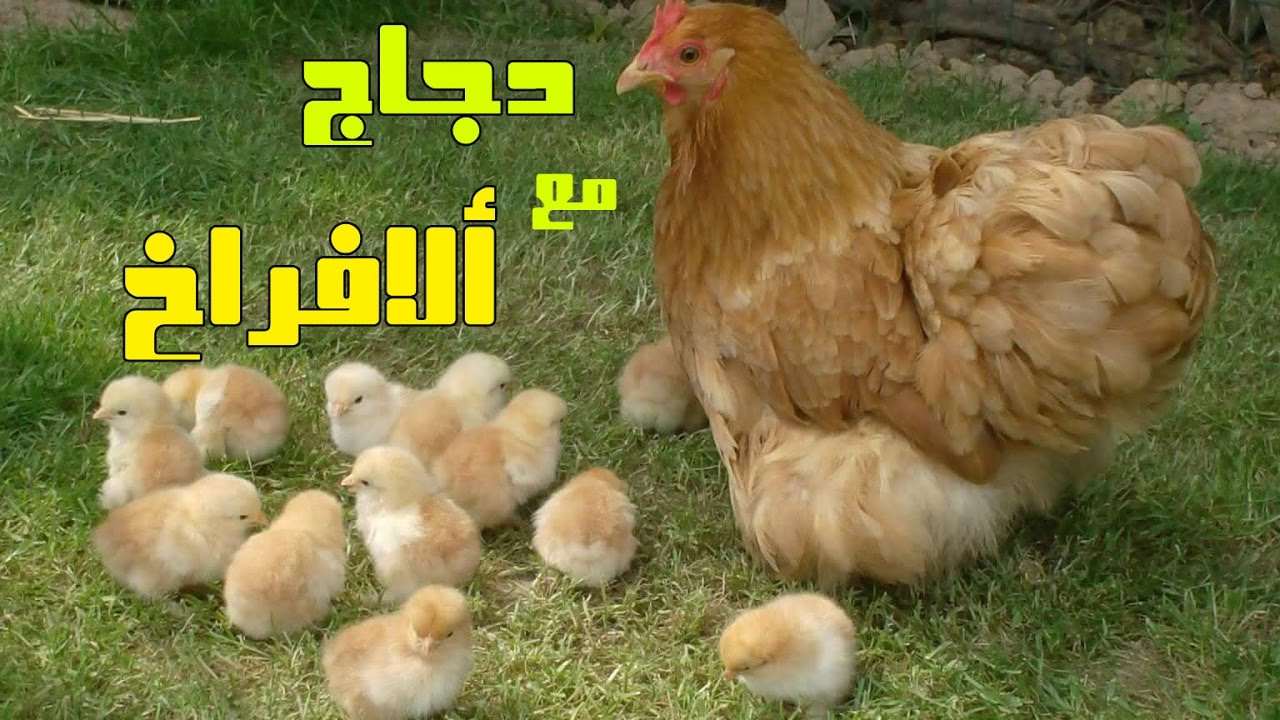 Image result for ‫فراخ الدجاج - الصيصان‬‎