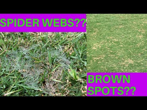فيديو: بقعة بالدولار أو شبكات عنكبوتية على العشب: أسباب ظهور الشبكات على العشب في الحديقة