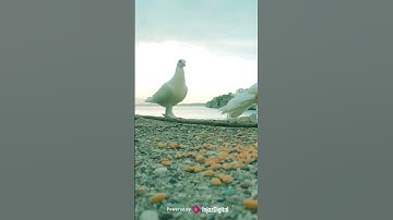 مقطع من سورة يوسف بصوت عبد العزيز سحيم حنجرة دهبية ماشاء الله