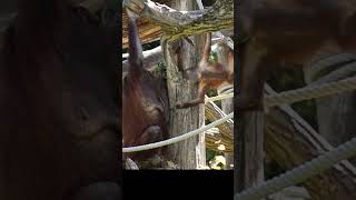 A Cute Little Orangutan Won't Let Go of Its Mom#shorst#orangutans#funnyvideo#funnyanimals