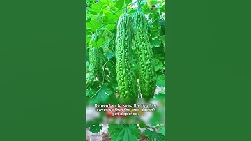 Cách Ngắt Ngọn Dưa Chuột Giúp Năng Suất Cao