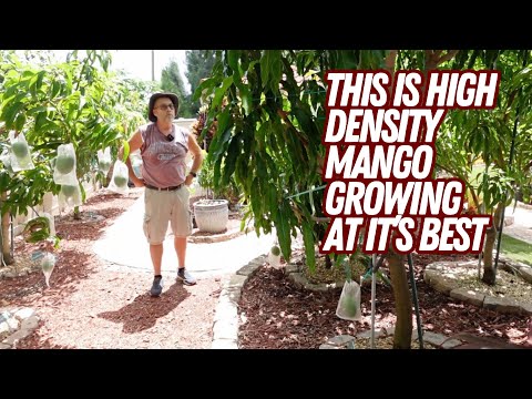 62 Mango Trees on 1/4 Acer WOW