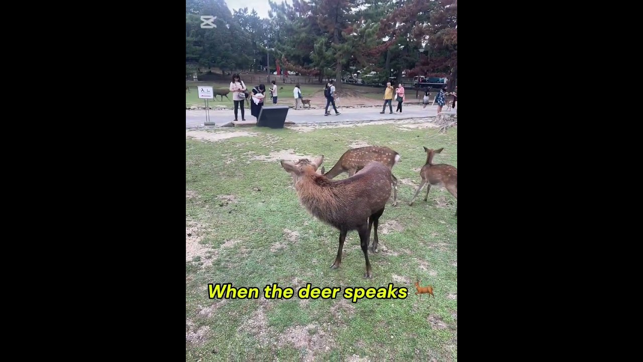 This Funny Deer Made Everyone Laugh 🦌😂 Nara Japan