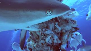 Sharks attacking a bait ball (Simulated carcass)