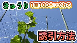 【きゅうり】今後の子づる管理と誘引のやり方　綺麗に沢山収穫したい方へ