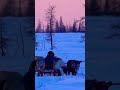 Nenet Reindeer Herders Shorts Nomads Arctic 