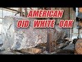 American old white oak