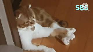 SBS서울방송 [고양이] ID영상 (1996년)