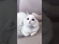 terpesona dengan kucing ( jangan lupa subscriber )