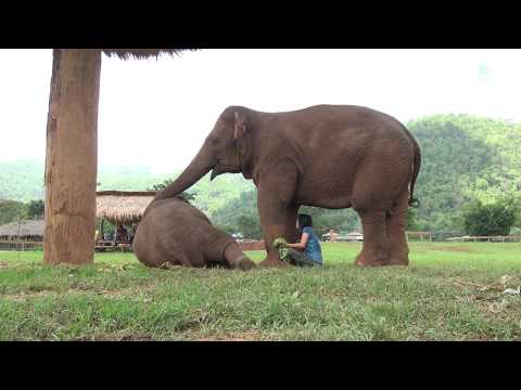 Faamai wants Lek to sing a lullaby to baby elephant, Thong Ae - ElephantNews