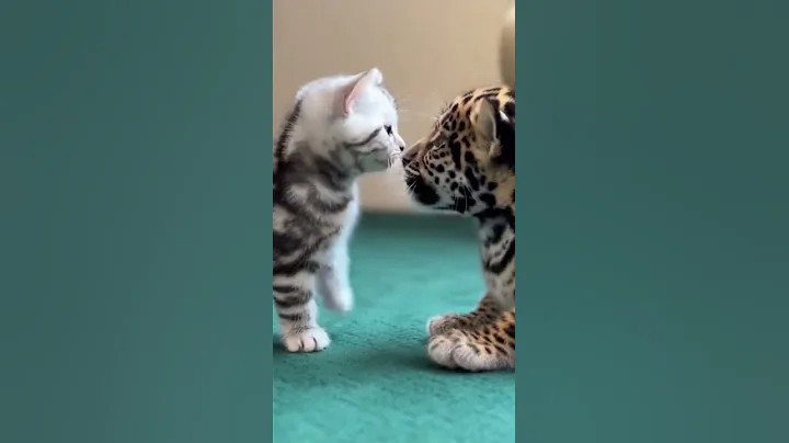 Video 11900761: american shorthair kitten, meet american shorthair, baby american shorthair, shorthair kitten first, tiny baby cat, cat house