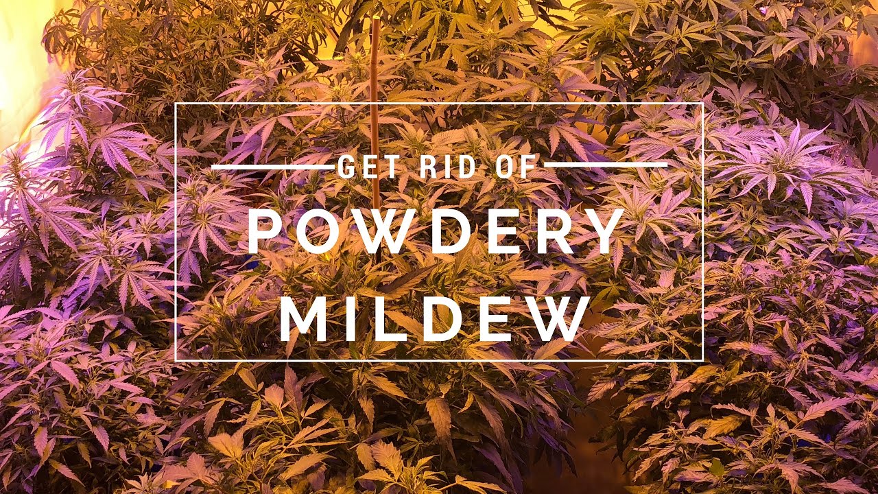 Get rid of powdery mildew fast - YouTube