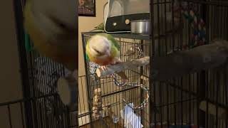 Good Morning Love, Coconut