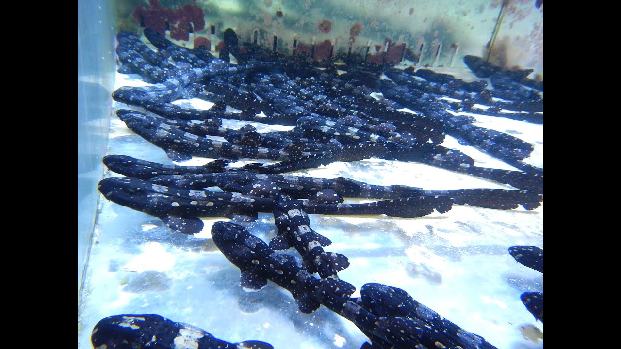 Marbled Bamboo Cat Shark