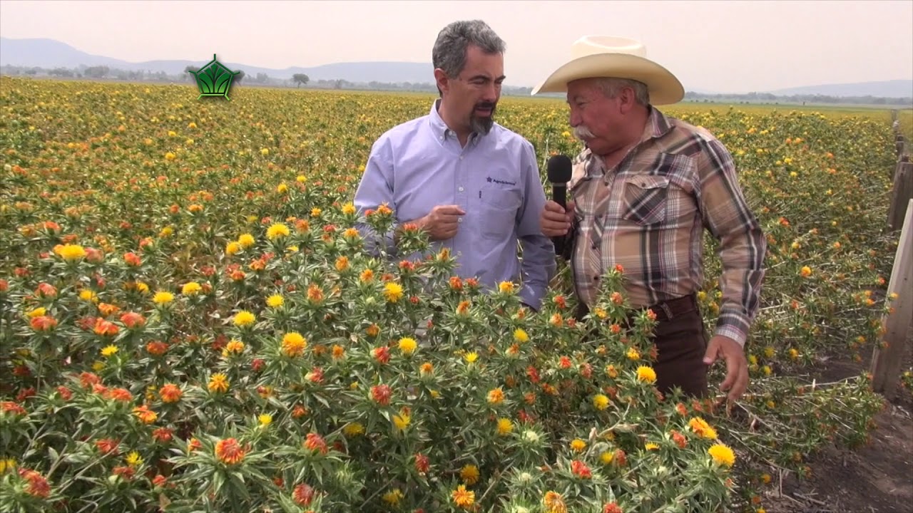 AgroScience | Nutrición Completa en Cártamo | La Mejor Inversión