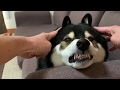 柴犬のフカフカ耳が好き。