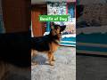 3 Benifit of Dogs #spfamilyvlog #myanimal #creamwala2 #germanshepherd #pets