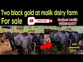 Two black gold at malik dairy farm for sale | दो मुर्रा झोटी बिक्री के लिए ✅