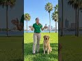 Call or text at: 656-238-7326 www.tampabaycanineretreat.com #puppy #dogs #dogtraining #shorts #dog